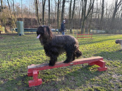 Briardag 2026-01-18_6396-400